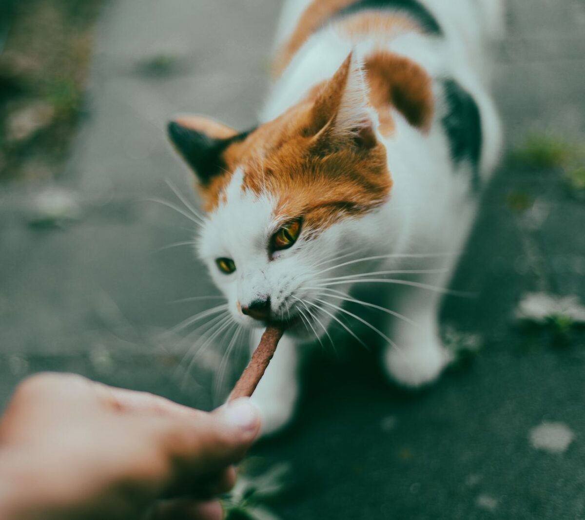 A close-up photo of a person feeding a calico cat a treat outdoors, emphasizing human-animal bond.